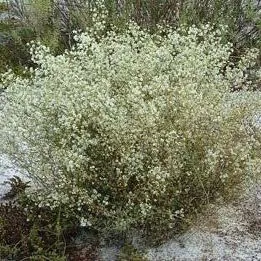 thumbnail for publication: October Flower, Polygonella polygama